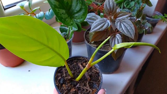 ОБЗОР КОМНАТНЫХ РАСТЕНИЙ В АВГУСТЕ НА ЗАПАДНОМ ОКНЕ смотреть онлайн