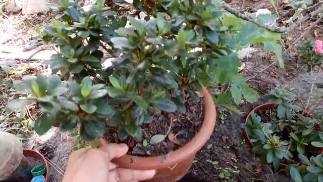 Азалия комнатная на дачном участке в летний период. смотреть онлайн