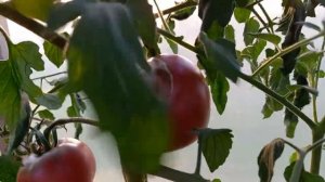 Томат КЛУБНИКА ФИАЛЕТОВАЯ. Коллекционный сорт.Ярославская обл.