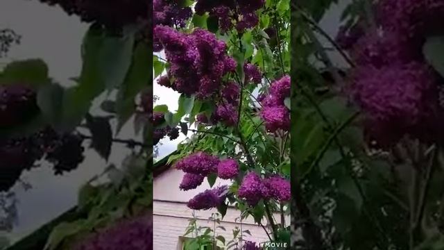 #shorts# Эксклюзивный,махровый,красивый сорт сирени из Ботанического Сада.Красота неимоверная! смотреть онлайн