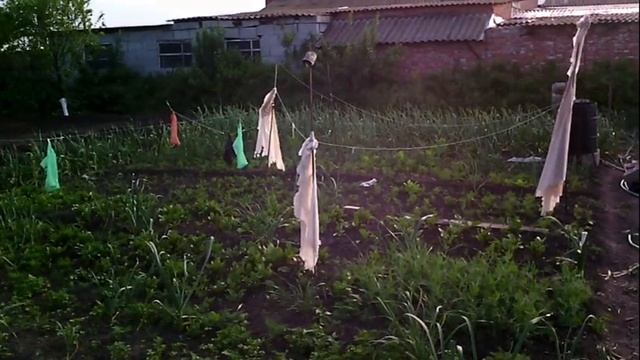 Май продолжает благоухать. Цветут маки.Мушмула радует. смотреть онлайн