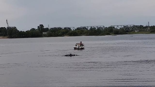 Приручаю вейкборд. смотреть онлайн