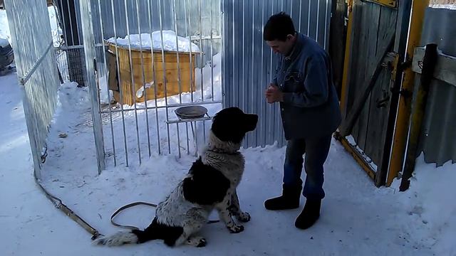 Лада дает лапы и показывает"зайку" смотреть онлайн