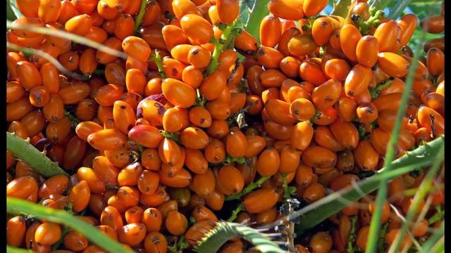 Какие экзотические фрукты Вы еще не пробовали? смотреть онлайн