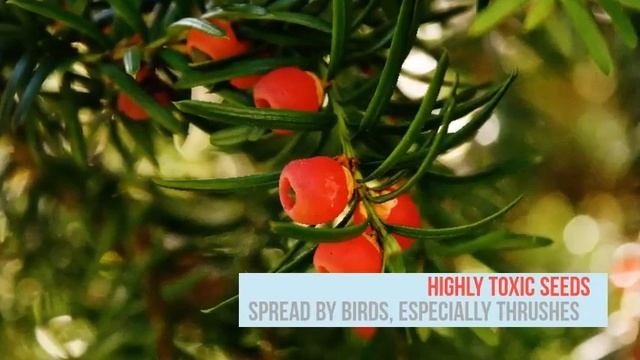 How to Grow Taxus baccata (English Yew / Common Yew) смотреть онлайн