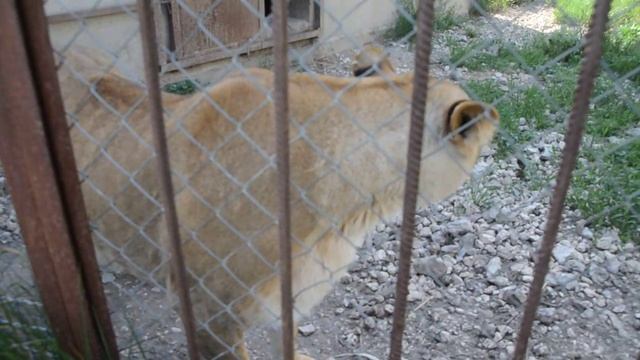 Сафари в Крыму смотреть онлайн