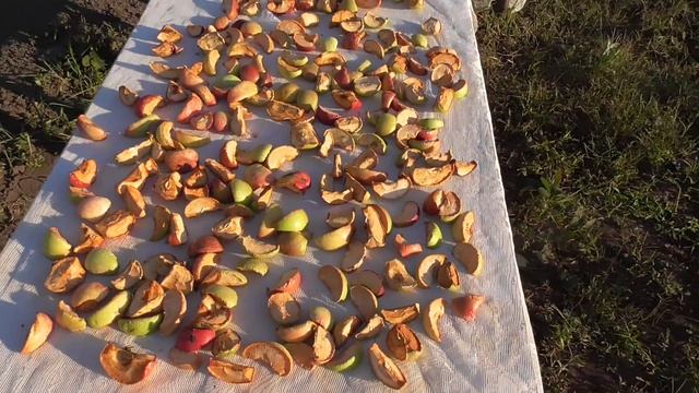 Сушка яблок на солнышке. смотреть онлайн