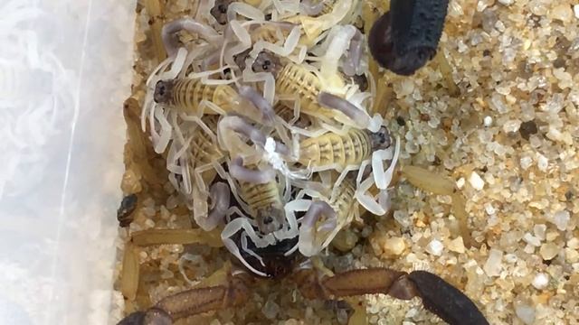 РАЗВЕДЕНИЕ СКОРПИОНОВ Hottentotta Jayakari | Mating Of Scorpions Hottentotta Jayakari