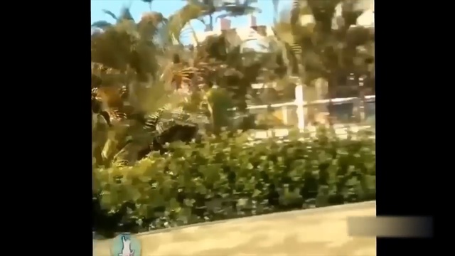 Кошка против Cucumber | Топ видео с кошками, пугающими огурцами 