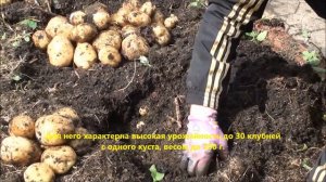 Обзор картофеля Кемеровчанин