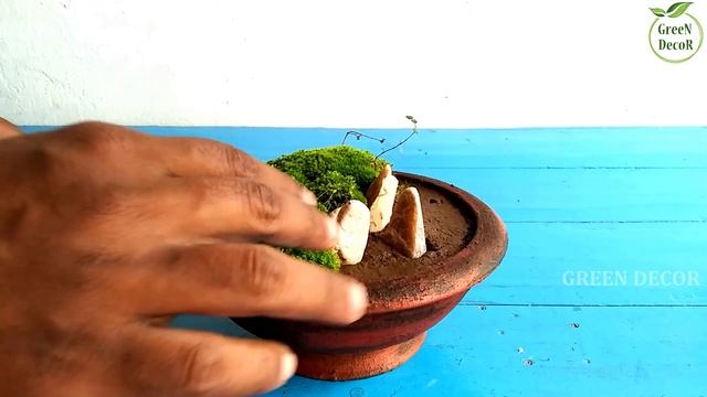 How to Make Moss Garden | Miniature Moss Garden | Moss Growing at Home | Growing Moss//GREEN DECOR смотреть онлайн