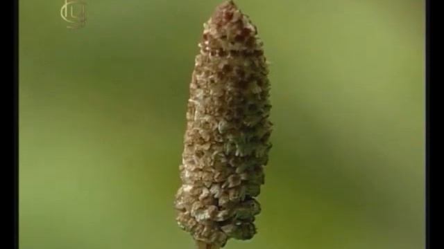 Биология. Систематика растений. Часть 1. Отделы моховидные, плауновидные, хвощевидные и папоротники смотреть онлайн