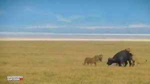 БУЙВОЛЫ ДАЮТ ОТПОР ЛЬВАМ! Самые Эпичные Битвы Буйволов Против Львов