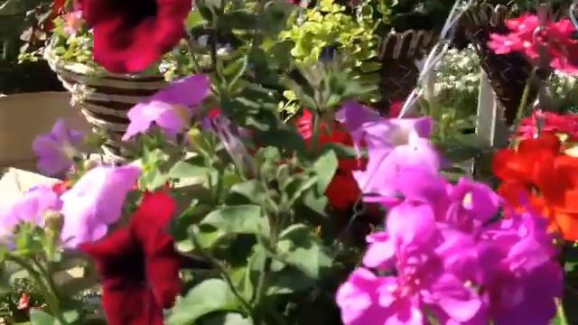 Marsh Nurseries Hanging Baskets