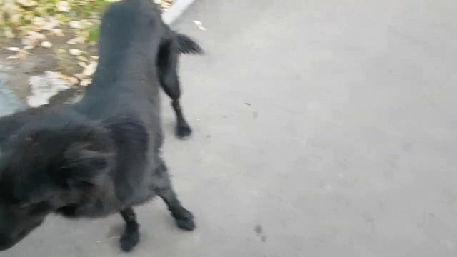 Картошка на зиму. Опускаю картошку в подвал. Как хранить картошку зимой смотреть онлайн