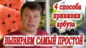 Выбираем самый простой способ прививки арбуза тонкости и нюансы