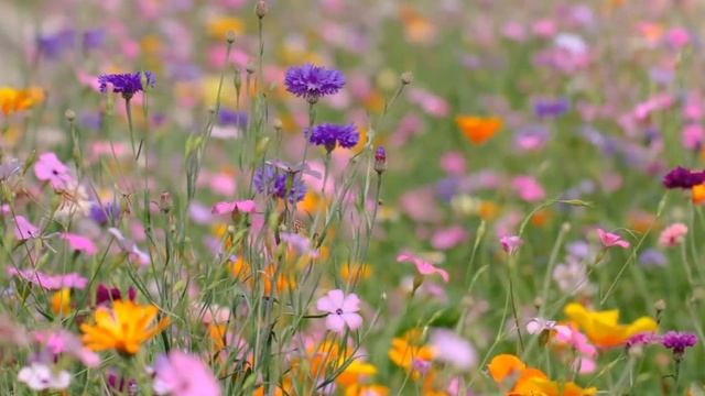 Антонов - Без тебя, без твоей любви... смотреть онлайн