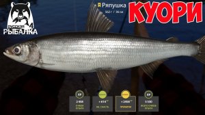 ОТЛИЧНАЯ ТОЧКА ДЛЯ ФАРМА НОВИЧКАМ НА РЯПУШКЕ ОЗЕРО КУОРИ В РУССКОЙ РЫБАЛКЕ 4 РР4