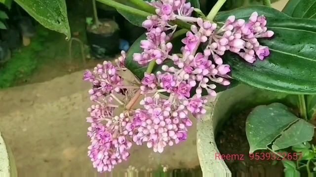 Medinilla Myriantha /Magnifica, Orchid/ flowering plant / indoor plant/indoor flowering plant смотреть онлайн