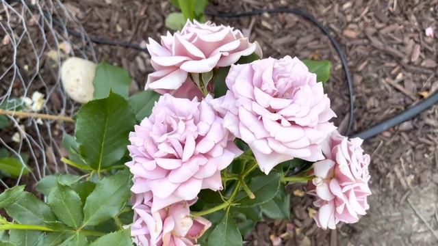 Koko Loko Rose｜玫瑰：可可洛克｜咖啡色渐变到浅紫色｜特别美｜花期长耐晒｜Zone 5 смотреть онлайн