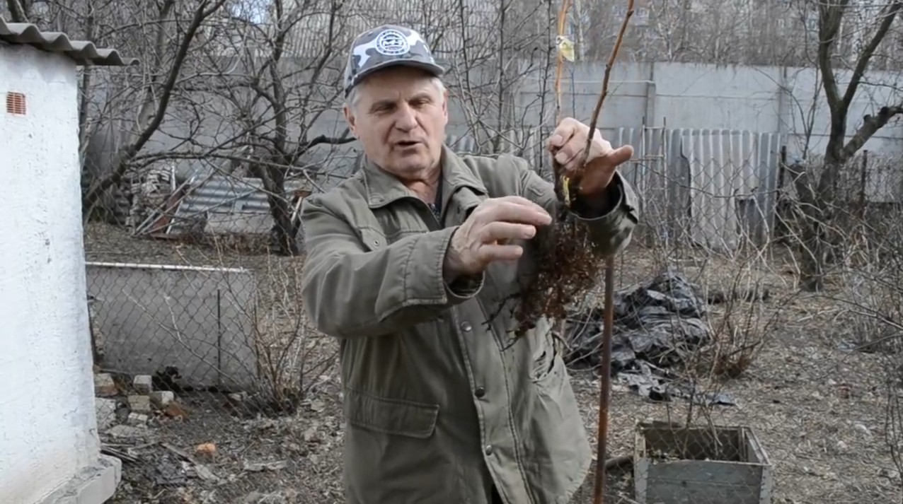 Посадка садовой ежевики весной. смотреть онлайн