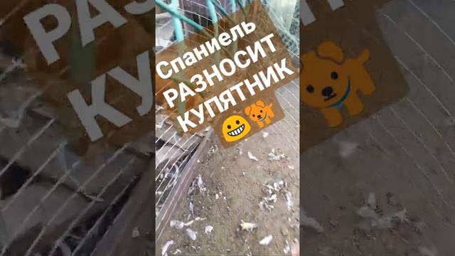 Спаниель разносит курятник! Весёлая собака чудит…