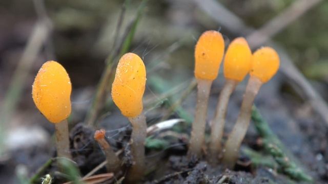 Mitrula paludosa - Bog Beacon fungi 4k смотреть онлайн