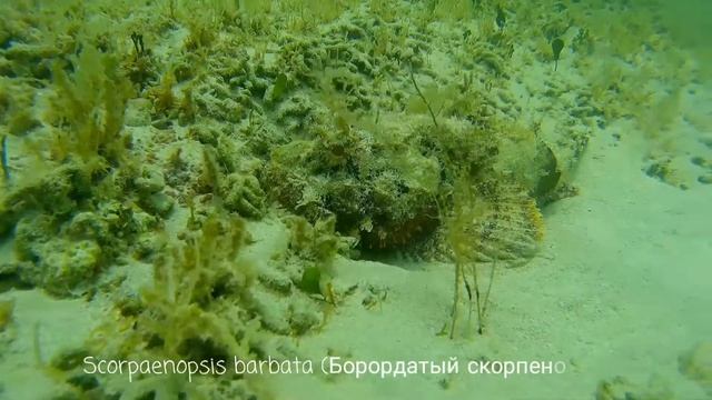 Подводная охота на Кубе смотреть онлайн