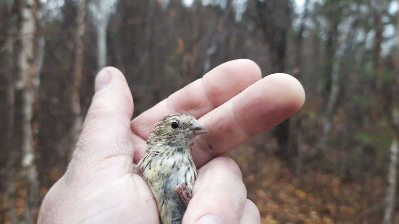 Ловля птиц 16 октября 2022 год. смотреть онлайн