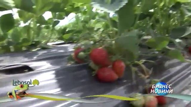 Аминозол е водещ продукт на германския производител Лебозол смотреть онлайн