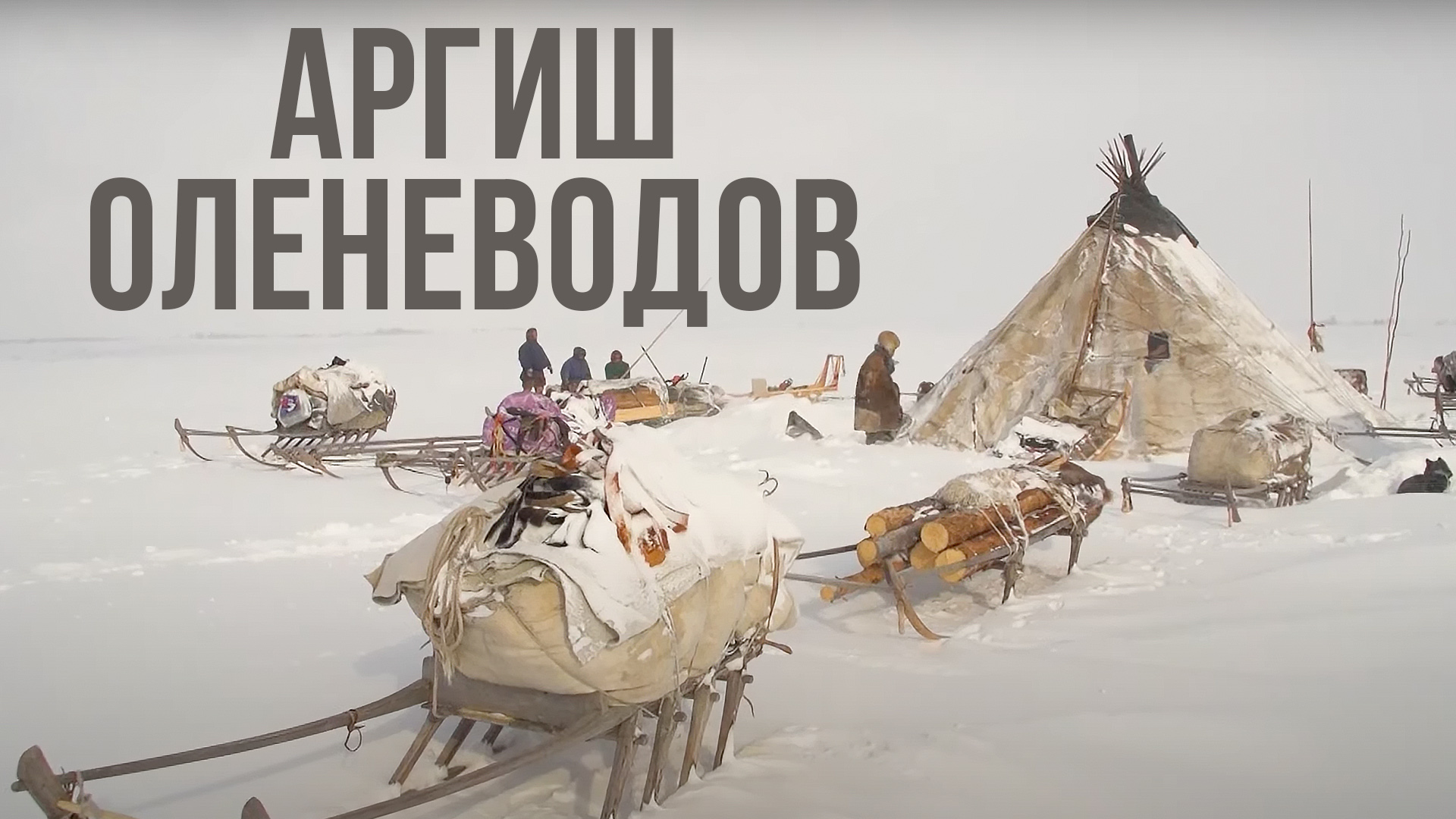Аргиш кочевников-оленеводов. Правила коренных народов Севера. Семейные обязанности в кочевье | Факты смотреть онлайн