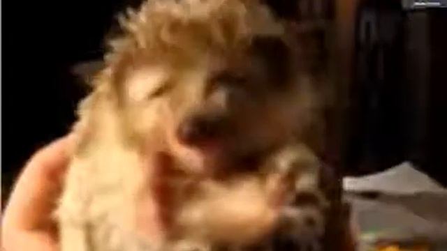 Смешные домашние животные