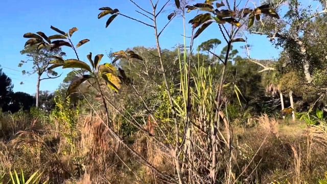 Rare Philodendrons & Aroids, Insect Pest & Disease Prevention смотреть онлайн