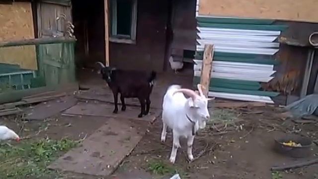 KoZa DeReZa / ПРИЗНАКИ ОХОТЫ У КОЗ / ГУЛЯ ЗАГУЛЯЛА / смотреть онлайн