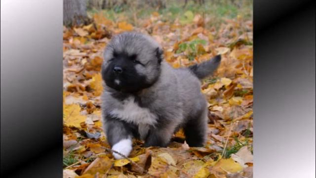 Щенки кавказской овчарки питомник КЛИН ТРИО смотреть онлайн