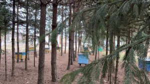 ШАНДРА БЕЛАЯ -МЕДОНОС.