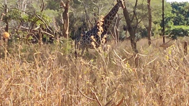 Прогулка за животными в джунгли с гостями из России ?? в Африке смотреть онлайн