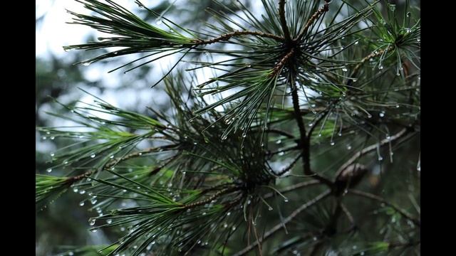 Шум дождя в лесу | The sound of rain in the forest смотреть онлайн