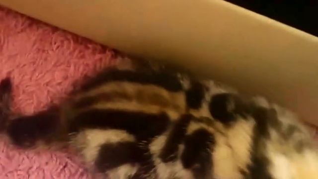Элитная рисованная девочка Изюмка - золотая мраморная! Британский котенок из питомника! смотреть онлайн