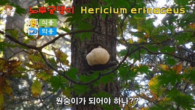 편모산호침버섯(임시명) - Hericium flagellum, 산호침버섯(수실노루궁뎅이) - Hericium coralloides, 노루궁뎅이(Hericium erinaceus смотреть онлайн