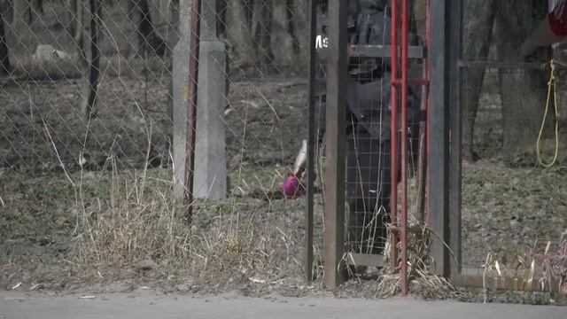 Где выгуливать собак в Рязани смотреть онлайн