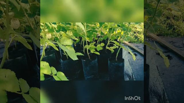 Саженцы с длинным побегом ( Long Cane) продолжаем эксперимент. Сорт Пшехиба. смотреть онлайн