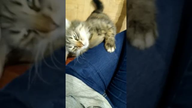 Погладь меня смотреть онлайн