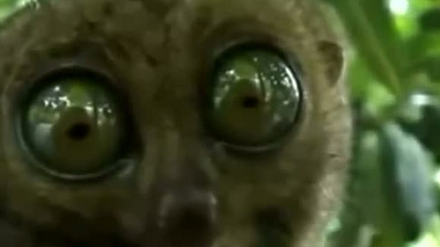 Начало по-звериному смотреть онлайн