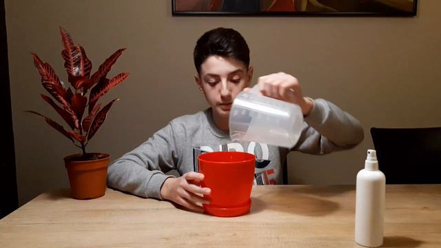 Odrzavanje prelepe biljke kroton смотреть онлайн