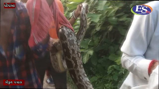 દેવ ની મુવાડી માં મહાકાય અજગર ઝડપાયો | Ghoghamba | Estv | Python | dev ni muvadi | kanpur | news смотреть онлайн