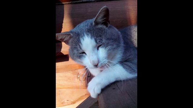 котейки 3.mp4