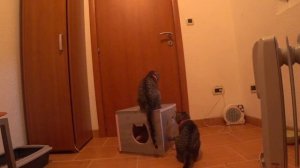 Лучшие игрушки для кошек своими руками