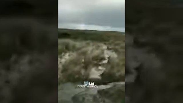 Пить на охоте и рыбалке запрещено... смотреть онлайн