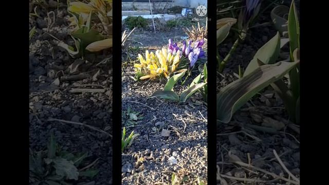Крокус(шафран)в городе.Великолепный первоцвет смотреть онлайн